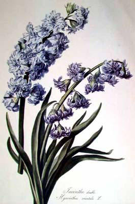 Hyacinth